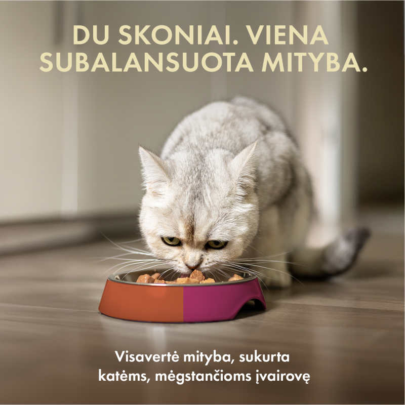 Visų veislių suaugusių kačių šlapių pašarų rinkinys
