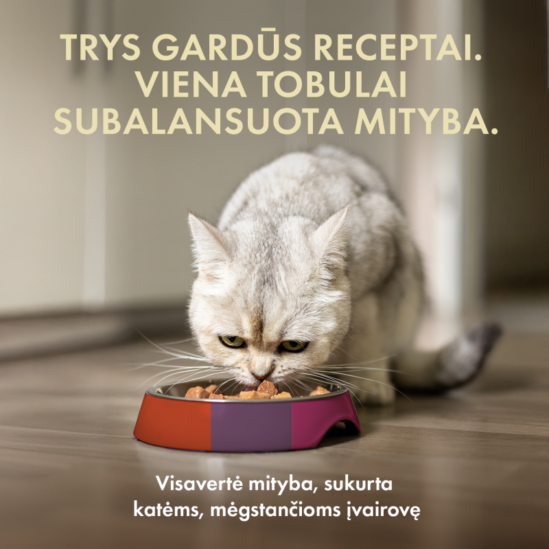 Visų veislių suaugusių kačių šlapių pašarų rinkinys