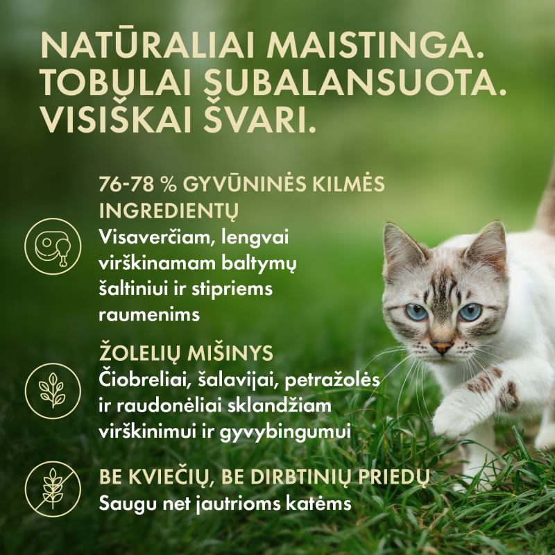 Visų veislių suaugusių kačių šlapių pašarų rinkinys