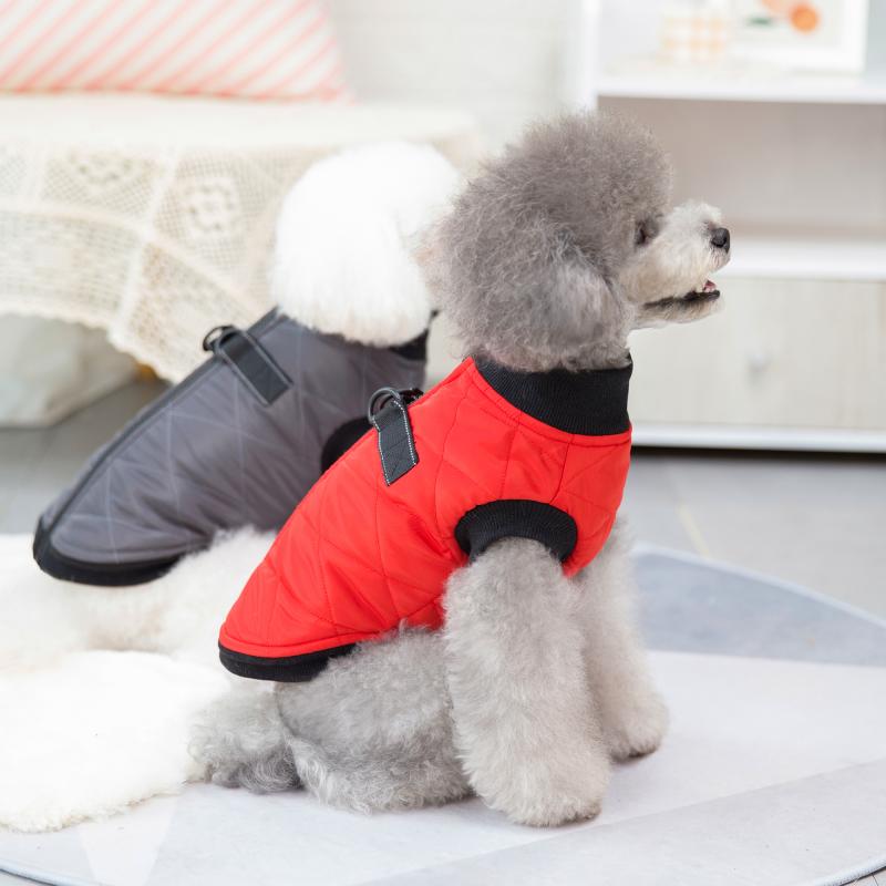 Paw Couture ????? ??? ????????