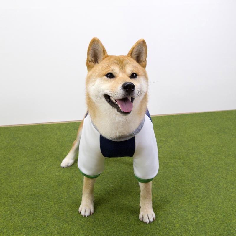 Paw Couture ????? ??? ????????