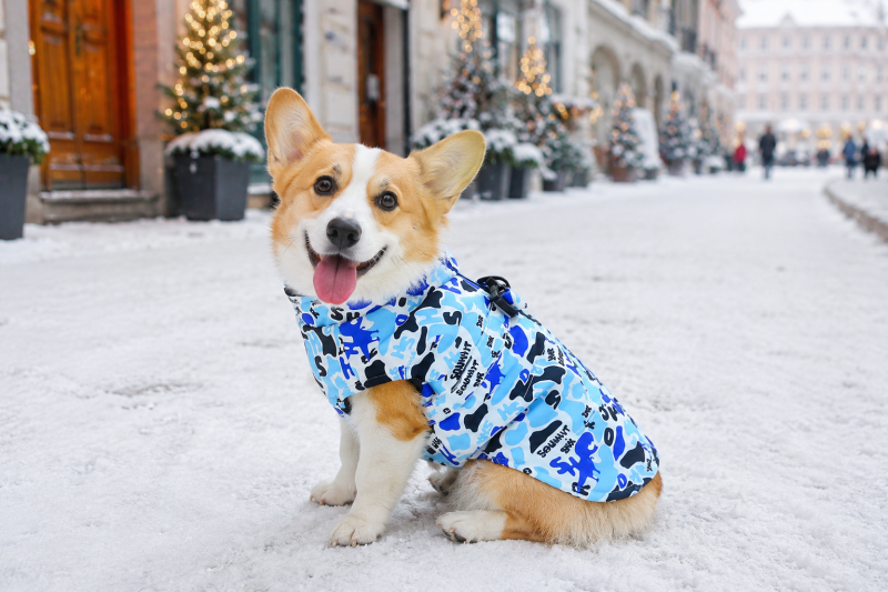 Paw Couture ????? ??? ????????