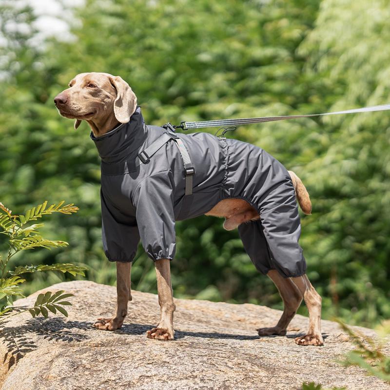 Paw Couture ???????? ??? ????????