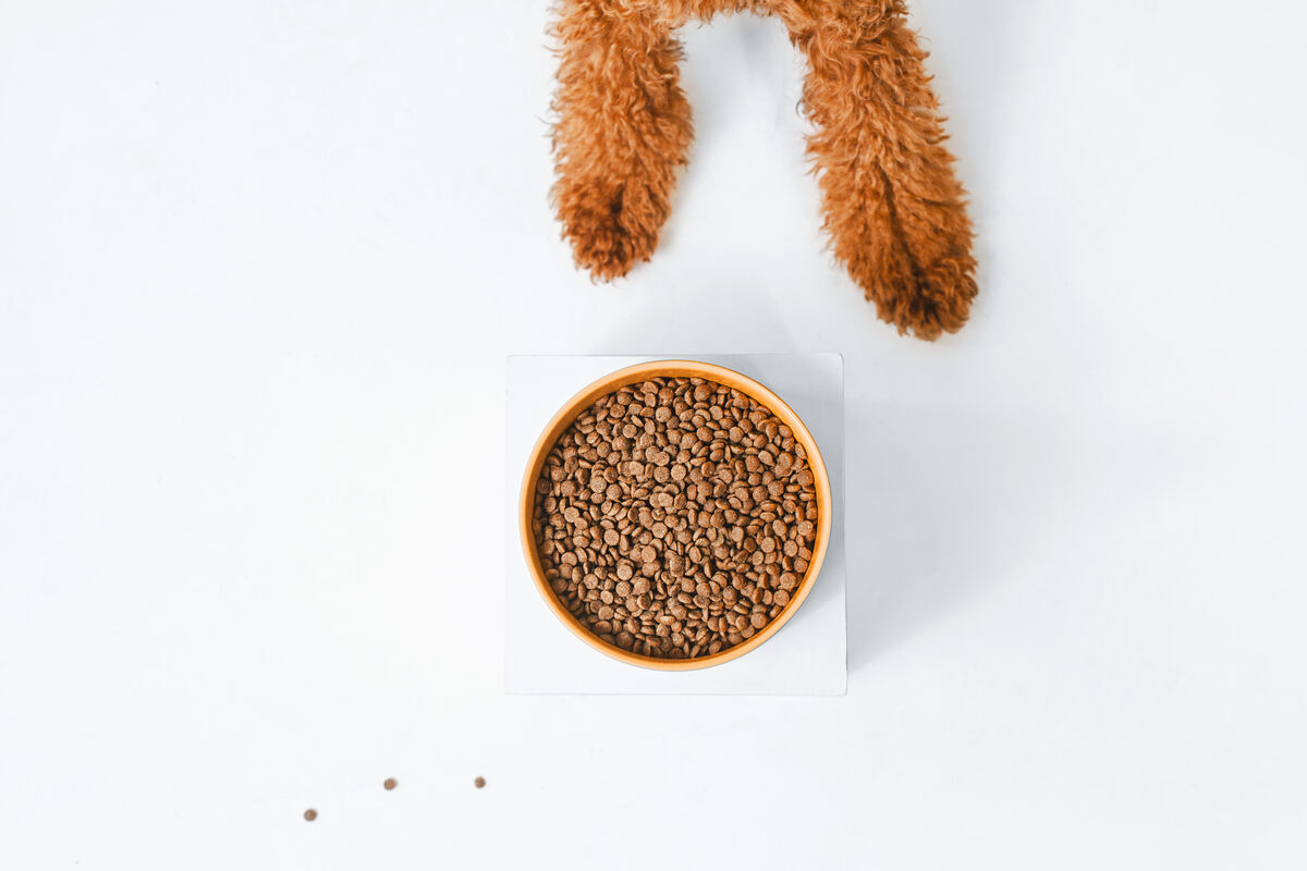 Junior Dogs Food for Red Coat Small Breeds with Salmon