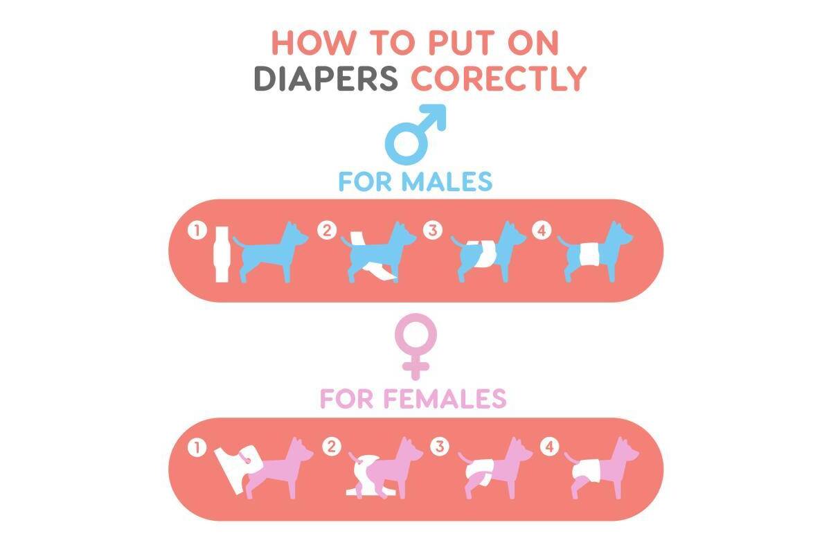 Leakproof & Ultra Absorbent Reusable Male Dog Belly Bands, 3 Pack
