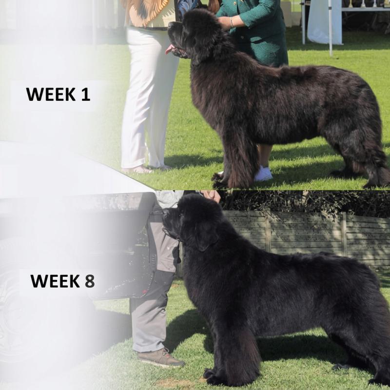 Dark Coat Insect & Krill Dry Dog Food for Adult Dogs of All Sizes