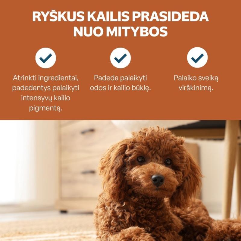 Visų dydžių ir amžiaus grupių raudonkailių šunų sausas pašaras su lašiša, kriliu ir ryžiais