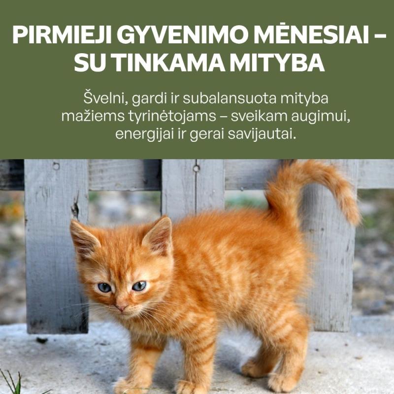 Begrūdis šlapias pašaras kačiukams su kalakutiena ir vištos krūtinėle